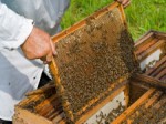 Beekeeper with honeycomb